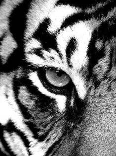 Avatar Bild für fcotigger (Fanticker)