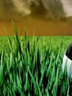Avatar Bild für Mücke2079 (Fanticker)