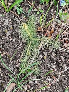 Avatar Bild für Dorni81 (Fanticker)